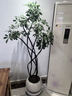 臨雅特級鴨腳木客廳綠植物高級感八方來(lái)財大型盆栽高端大氣上檔鴨掌木 【旗艦款】造型鴨腳木1.6-1.7m+白印象圓盆 曬單實(shí)拍圖