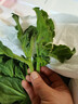 【送沙拉醬】新鮮冰草冰菜沙拉菜火鍋即食生吃生菜送沙拉醬西餐廳 新鮮冰草2斤 曬單實(shí)拍圖