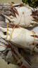 舟山梭子蟹鮮活大號野生大螃蟹新鮮冷凍海鮮水產(chǎn)海蟹飛蟹白蟹 5-7兩/只【4斤裝】?jì)?曬單實(shí)拍圖