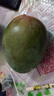【新鮮上市】正宗攀枝花凱特芒果新鮮水果 帶箱2斤400g+（1-2個(gè)） 曬單實(shí)拍圖