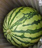 京鮮生 無(wú)籽麒麟大西瓜 1粒裝 7-9斤 生鮮水果 曬單實(shí)拍圖