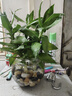 沭之美觀(guān)音竹盆栽無(wú)土栽培水培綠植 觀(guān)音竹3株+一次性塑料杯  源頭直發(fā) 曬單實(shí)拍圖