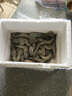 鮮享純【青島蝦】超大蝦新鮮大蝦冷凍鮮活青島大蝦批發(fā)整箱基圍蝦青蝦 15-17厘米鮮蝦速凍 3斤(凈重) 曬單實(shí)拍圖