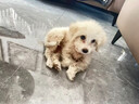 混血小型幼犬活體小型犬家養寵物狗狗不挑食易養活活體狗 混血級 薩摩混血 曬單實(shí)拍圖