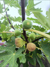 無(wú)花果樹(shù)果苗特大果波姬紅帶果矮化盆栽四季結果南北方陽(yáng)臺可種植 芭勞奈品種-5年苗【當年結果】 曬單實(shí)拍圖