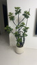 花財主天堂鳥(niǎo)盆栽辦公室大型綠植客廳盆栽家用吸甲醛凈化空氣綠植 鴨腳木1.5-1.7m【圓柱盆】 曬單實(shí)拍圖