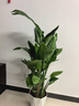 卉優(yōu)特級天堂鳥(niǎo)盆栽客廳室內大型綠植辦公室居家植物新房吸除甲醛好養 特級天堂鳥(niǎo)1.3-1.4m【鉆石盆】 曬單實(shí)拍圖