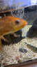 松寶（sobo）魚(yú)缸增氧泵氧氣泵增氧機家用養魚(yú)打氧泵增氧器AQ-305雙孔5W 曬單實(shí)拍圖