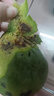 正宗凱特芒果 肉厚甜心芒熱帶當季新鮮水果整箱 帶箱2斤單果300g+ 曬單實(shí)拍圖