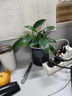 鉑金鉆盆栽綠蘿籮花卉植物室內花水培綠植多肉懶人好養發(fā)財樹(shù) 4盆金鉆25-30cm+繁星吸水盆【4盆特惠】 曬單實(shí)拍圖