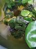 瘋狂水草（FKSC）浮萍活體水草一葉蓮水芙蓉植物養龜魚(yú)池造景直接入缸水上煙花 浮萍造景套餐A 曬單實(shí)拍圖