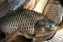 光GW威魚(yú)竿手竿大物竿龍神飛戟碳素超輕超硬19調湖庫鰱鳙臺釣竿巨物竿5.7m 大物版+竿稍+竿包其他 曬單實(shí)拍圖