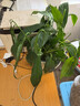 【熱銷(xiāo)款】白掌一帆風(fēng)順盆栽水培植物室內花綠植紅掌發(fā)財樹(shù)吸甲醛 特級白掌帶花+杏色提拉米蘇盆 曬單實(shí)拍圖