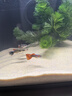 當貝智能生態(tài)魚(yú)缸1Ultra 一體缸自循環(huán)雙過(guò)濾AI托養懶人家用桌面魚(yú)缸 曬單實(shí)拍圖