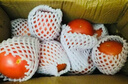 新鮮沙瓤大番茄生吃西紅柿減肥早餐即食新鮮蔬菜生鮮單果＞100g 家庭裝 4斤 帶箱 曬單實(shí)拍圖