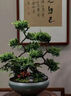 芙洛拉花園【兩小時(shí)達】五層塔松盆栽送導師青松綠植喬遷之喜開(kāi)業(yè)中秋節禮物 萬(wàn)事青松【精致造景五層塔松盆景】 送老師推薦 曬單實(shí)拍圖