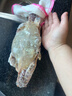 梭子蟹鮮活特大野生舟山大螃蟹海鮮新鮮冷凍海蟹水產(chǎn)飛蟹白蟹順豐 9兩以上/只 【凈重5斤大梭子蟹】 曬單實(shí)拍圖