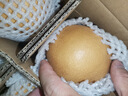 京地達山東秋月梨凈重5斤單果400g+新鮮生鮮水果 脆甜梨子 源頭直發(fā)包郵 曬單實(shí)拍圖