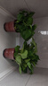 綠蘿盆栽室內(nèi)植物新房家用吸除甲醛凈化空氣水培綠植花卉長(zhǎng)藤綠蘿 120#原盆自動(dòng)吸水【4盆】+2包肥 曬單實(shí)拍圖