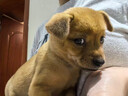 中華田園犬幼犬看家護院大黃狗黃狗白狗狗忠誠護主短毛狗狗 田園級 黃狗幼犬 母 曬單實(shí)拍圖