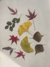 皓梵潔干樹(shù)葉手工diy材料包制作干花畫(huà)植物貼畫(huà)真標本壓花幼兒園書(shū)簽 diy干樹(shù)葉（35片） 曬單實(shí)拍圖