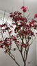 植男植女紅楓樹(shù)苗紅舞姬日本風(fēng)景樹(shù)苗正宗三季紅中國好養活綠植源頭直發(fā) 曬單實(shí)拍圖