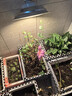 振牛植物補光燈大棚蔬菜花卉led室內綠植專(zhuān)用仿太陽(yáng)全光譜園林生長(cháng)燈 仿太陽(yáng)全光譜補光燈- 白光 30W 配3米燈頭開(kāi)關(guān)線(xiàn) 曬單實(shí)拍圖