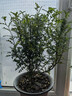 清香木驅蚊清新室內綠植好養四季常青凈化空氣居家必備盆栽 8年大苗一盆【原土】 曬單實(shí)拍圖