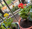 麗格海棠盆栽帶花不斷四季開(kāi)花室內陽(yáng)臺好養花卉玫瑰玻璃海棠 麗格海棠黃色（不含盆） 曬單實(shí)拍圖