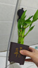 富貴竹盆栽植物室內凈化空氣綠植荷花竹辦公室桌面四季好養小盆栽 荷花竹+節節高升盆+圓底座【1盆】 盆口直徑約8cm 曬單實(shí)拍圖