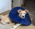 狗狗伊麗莎白圈加深大型犬狗狗防舔防咬項圈大號軟圈柔軟夏季脖套 （藍色） XL-內圈可調節25-53cm 曬單實(shí)拍圖
