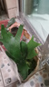 木板苔蘚球鹿角蕨小竹編吊籃客廳陽(yáng)臺新奇創(chuàng  )意觀(guān)葉好養懶人綠植 鹿角蕨配小竹編吊籃 植物盆面20高左右，整體30高 曬單實(shí)拍圖