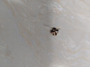 BJYLS999足銀四葉草耳釘女士養(yǎng)耳洞純銀耳環(huán)耳飾生日禮物送女朋友老婆 999足銀耳釘一對+精美禮盒 曬單實拍圖