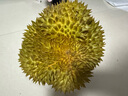 【保4房肉】A級進(jìn)口金枕鮮榴蓮1粒2-2.5kg(M) 曬單實(shí)拍圖