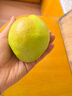 驕瑰山西隰縣玉露香梨 順豐JD-送貨上門(mén)小西天特產(chǎn)玉露香梨禮盒裝送禮 12枚大果【單果330g-380g】8斤甄選果 順豐快遞 曬單實(shí)拍圖