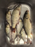 佳釣尼魚(yú)護速干魚(yú)護網(wǎng)黑坑加厚涂膠魚(yú)護包魚(yú)網(wǎng)兜袋漁護漁網(wǎng)兜 曬單實(shí)拍圖