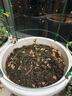 德沃多肥料魚(yú)蛋白水溶肥氨基酸葉面肥蔬菜瓜果花卉藍莓農用果樹(shù)有機肥營(yíng)養液 魚(yú)蛋白水溶肥500g 曬單實(shí)拍圖