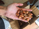 四季紅蔥頭小蔥種子火蔥頭四川干皮春季蔬菜萊疏菜陽(yáng)臺種種籽 紅蔥頭1斤 曬單實(shí)拍圖