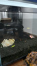 冷水黃金泥鰍苗金色清潔魚(yú)工具魚(yú)清道夫好養耐活新練手觀(guān)賞小金魚(yú) 清道夫6-7cm黃+黑各一條 曬單實(shí)拍圖