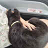 那非普（DCVET）寵物比熊泰迪狗狗貓咪洗澡沐浴露那非普藥浴清潔除臭洗澡驅蟲(chóng)止癢 那非普洗液（犬貓通用）200ml 曬單實(shí)拍圖