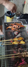 游牧御品大魷魚(yú)5串 鐵板魷魚(yú)須 烤串烤肉 燒烤食材 火鍋串 脆爽海鮮菜肴 曬單實(shí)拍圖