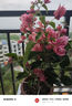 虹越（HONGYUE）三角梅盆栽苗花苗 盆景爬藤造景觀(guān)賞彩色花卉植物 不甜西瓜 170#（帶盆栽好） 曬單實(shí)拍圖