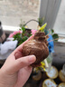 花語(yǔ)笙默香水百合花種球盆栽地栽重瓣花卉好養四季播種球根好養活花園庭院 混色百合種球 5個(gè)種球+肥料 曬單實(shí)拍圖