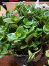 四季常青金魚(yú)花吊蘭盆栽室內綠植花卉多肉植物發(fā)財樹(shù)好養易活客廳 金魚(yú)吊蘭【整盆20-30顆】原盆土 曬單實(shí)拍圖