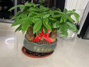 鮮花情同城專(zhuān)人配送蝴蝶蘭大花蕙蘭北美冬青大盆花卉喬遷爸媽長(cháng)輩禮物 北美冬青【恭賀新禧】-底盆隨機可選 同城專(zhuān)人送花到家-當天達-也可預定日期 曬單實(shí)拍圖