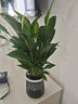 【熱銷款】白掌一帆風(fēng)順盆栽水培植物室內(nèi)花綠植紅掌發(fā)財(cái)樹吸甲醛 特級(jí)白掌帶花+繁星自吸盆 曬單實(shí)拍圖