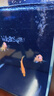 米家智能桌面魚(yú)缸小米生態(tài)魚(yú)缸小型智能專(zhuān)業(yè)背濾一體缸自循環(huán) 曬單實(shí)拍圖