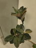 大型盆栽各種植物發(fā)財樹(shù)金錢(qián)樹(shù)綠蘿慶典喬遷盆景綠植辦公室內客廳 造型橡皮樹(shù)樹(shù)1.3-1.5米【聚寶盆】 含盆 曬單實(shí)拍圖