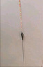漢鼎魚(yú)線(xiàn)線(xiàn)組魚(yú)鉤浮漂魚(yú)漂子線(xiàn)雙鉤主線(xiàn)子線(xiàn)線(xiàn)鉤漂新手套裝 4.5米 曬單實(shí)拍圖