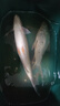 老鬼（OLDGHOST） 魚(yú)餌野戰之腥香巨物湖庫野釣鯽魚(yú)鯉草鳊魚(yú)翹嘴釣魚(yú)餌料一包搞定 【2包裝】野戰之巨物*500g 曬單實(shí)拍圖
